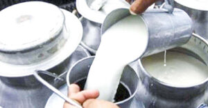 पाँचबुँदे सम्झौता भए पनि दुग्ध किसान आन्दोलनमै पाँचबुँदे सम्झौता भए पनि दुग्ध किसान आन्दोलनमै