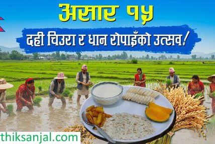 सांस्कृतिक पर्व असार १५ः धान दिवससहित दही चिउरा खाएर मनाइँदै