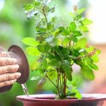 आज हरिशयनी एकादशी : तुलसीको बिरुवा सारिँदै आज हरिशयनी एकादशी : तुलसीको बिरुवा सारिँदै