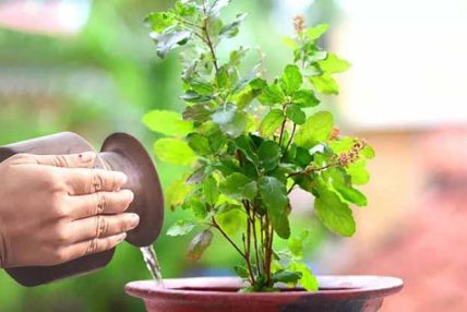आज हरिशयनी एकादशी : तुलसीको बिरुवा सारिँदै